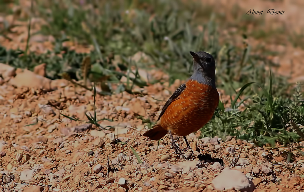 Rufous-tailed Rock-Thrush
